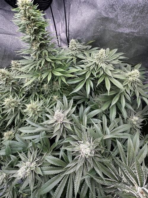 Crazy Platinum Marker. Week 14 - Before Defoliation