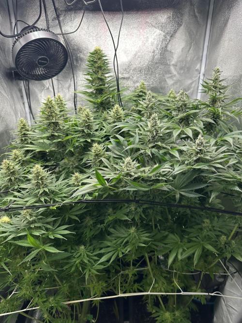Crazy Platinum Marker. Week 14