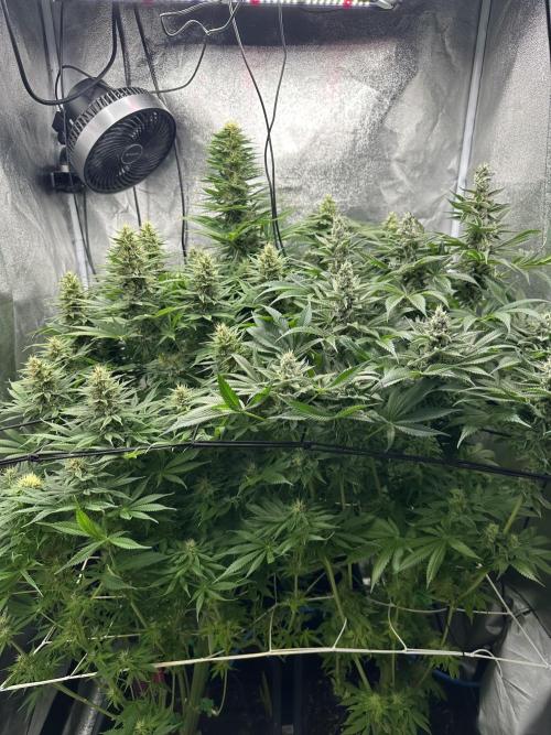 Crazy Platinum Marker. Week 14