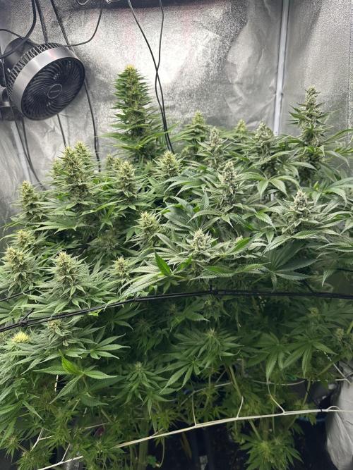 Crazy Platinum Marker. Week 14