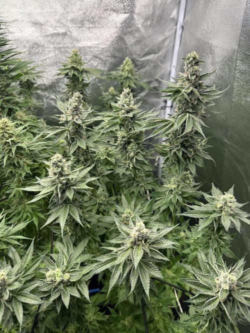Crazy Platinum Marker. Week 14 - After Defoliation
