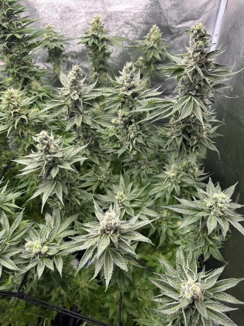 Crazy Platinum Marker. Week 14 - After Defoliation