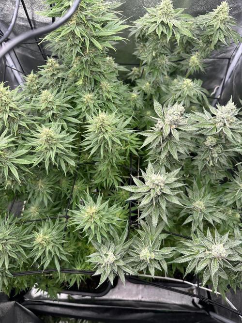 Crazy Platinum Marker. Week 14 - After Defoliation