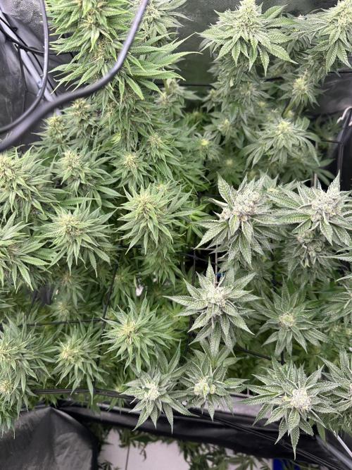 Crazy Platinum Marker. Week 14 - After Defoliation