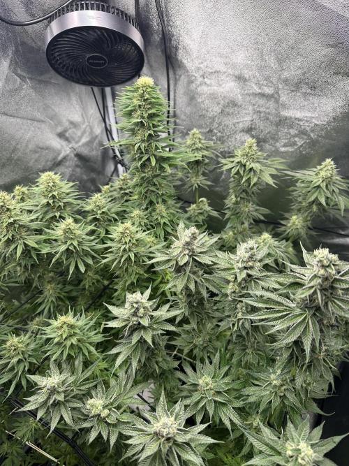 Crazy Platinum Marker. Week 14 - After Defoliation