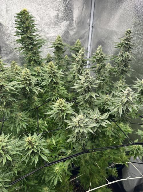 Crazy Platinum Marker. Week 14 - After Defoliation
