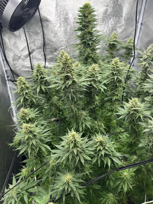 Crazy Platinum Marker. Week 14 - After Defoliation