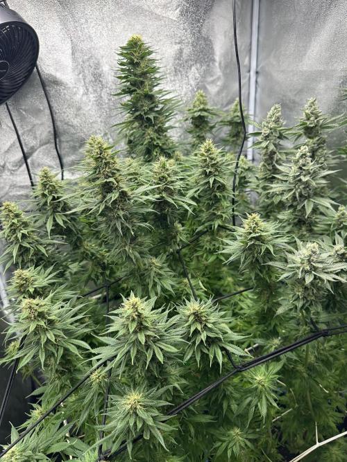 Crazy Platinum Marker. Week 14 - After Defoliation
