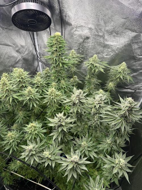 Crazy Platinum Marker. Week 14 - After Defoliation