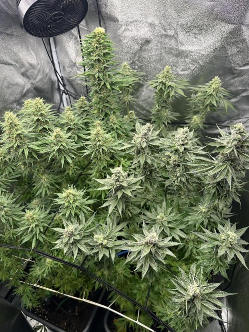 Crazy Platinum Marker. Week 14 - After Defoliation