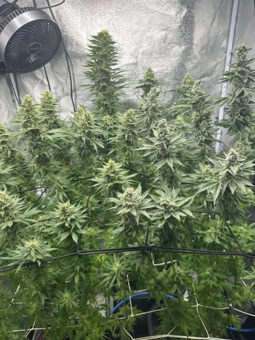 Crazy Platinum Marker. Week 14 - After Defoliation