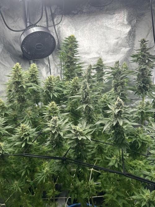 Crazy Platinum Marker. Week 14 - After Defoliation
