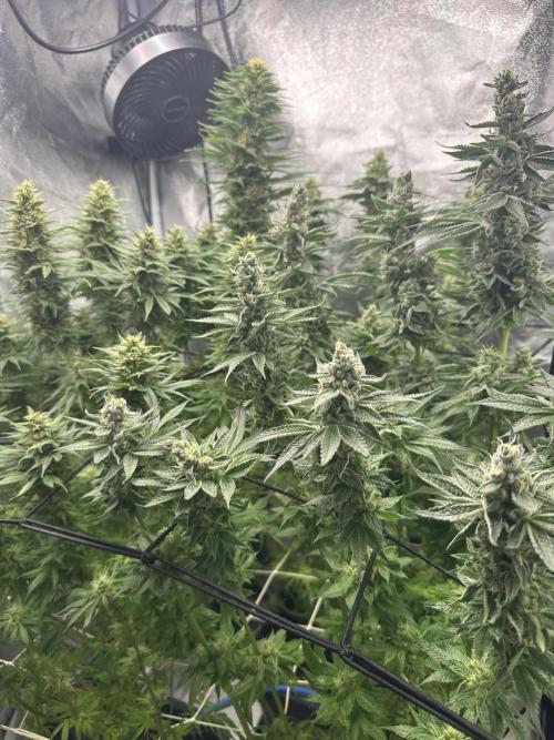 Crazy Platinum Marker. Week 14 - After Defoliation