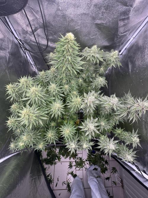 Crazy Platinum Marker. Week 14 - After Defoliation