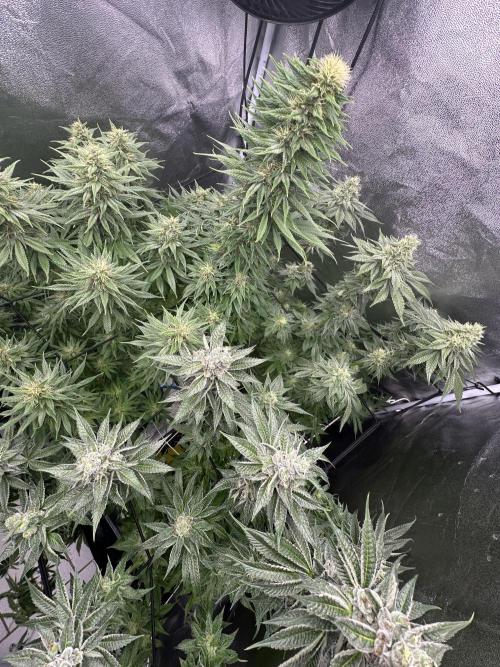 Crazy Platinum Marker. Week 14 - After Defoliation