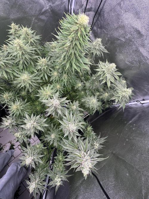 Crazy Platinum Marker. Week 14 - After Defoliation