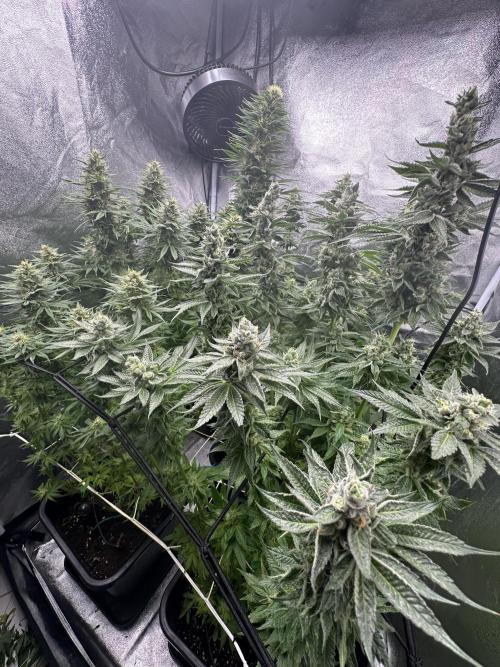 Crazy Platinum Marker. Week 14 - After Defoliation