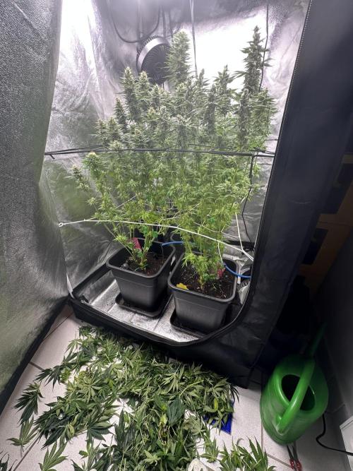 Crazy Platinum Marker. Week 14 - After Defoliation