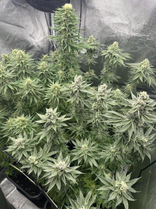 Crazy Platinum Marker. Week 14 - After Defoliation