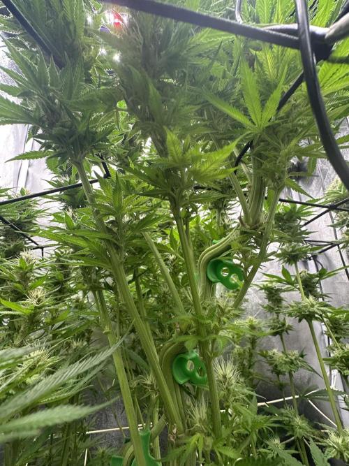 Crazy Platinum Marker. Week 15