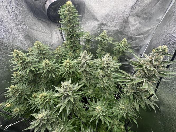 Crazy Platinum Marker. Week 15