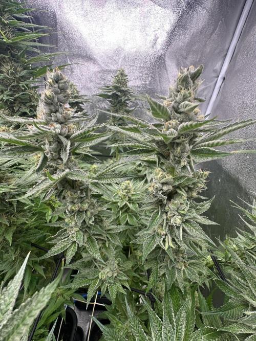 Crazy Platinum Marker. Week 15