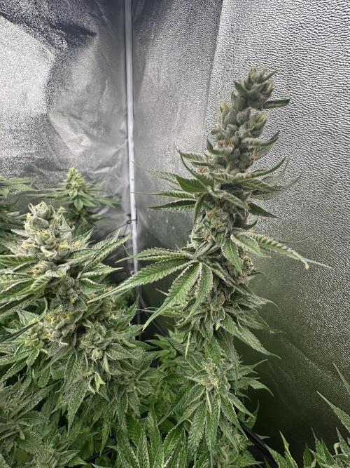 Crazy Platinum Marker. Week 15