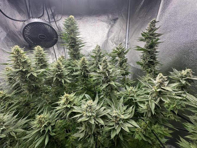 Crazy Platinum Marker. Week 15