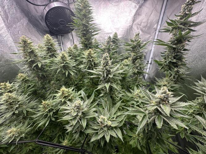 Crazy Platinum Marker. Week 15
