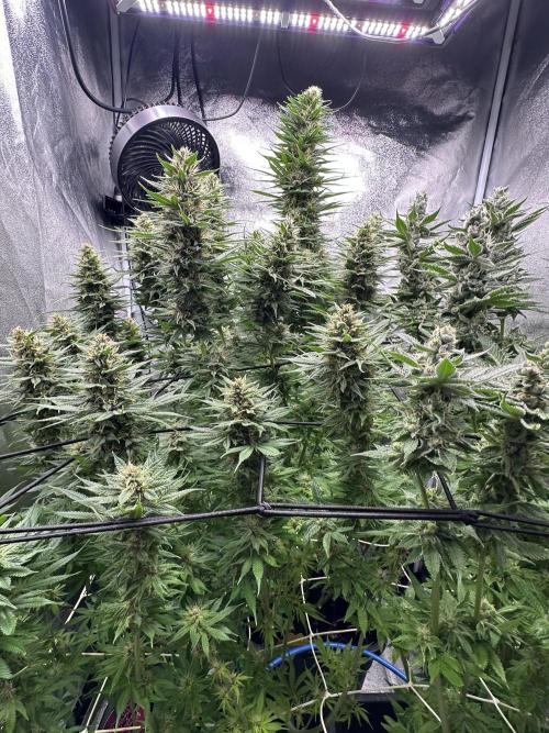 Crazy Platinum Marker. Week 15