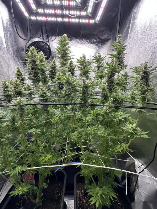 Crazy Platinum Marker. Week 15
