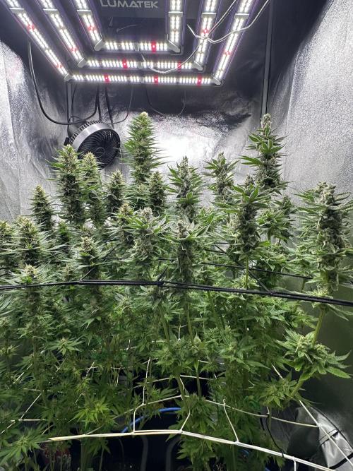 Crazy Platinum Marker. Week 15
