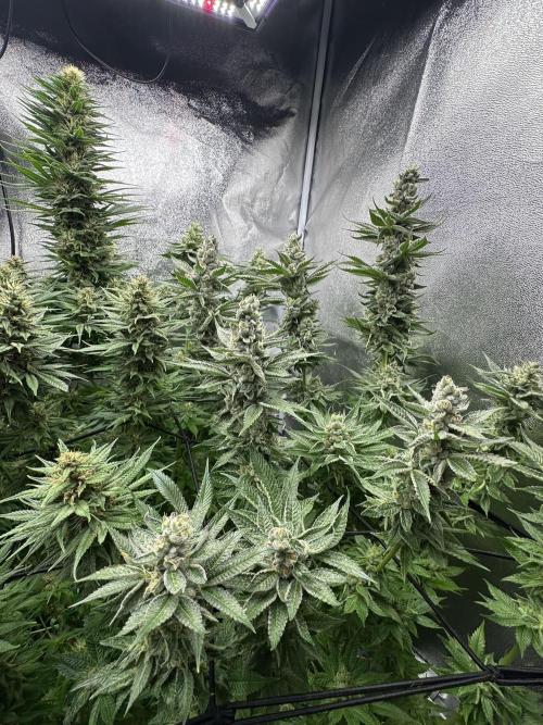 Crazy Platinum Marker. Week 15