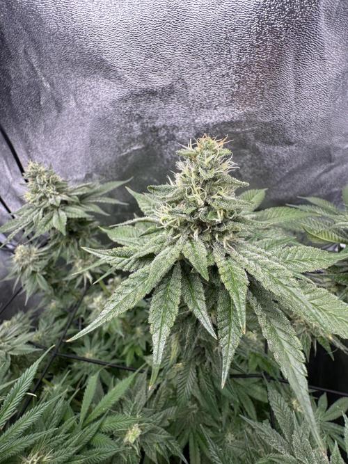 Crazy Platinum Marker. Week 15