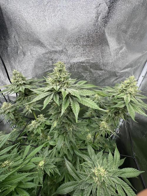 Crazy Platinum Marker. Week 15
