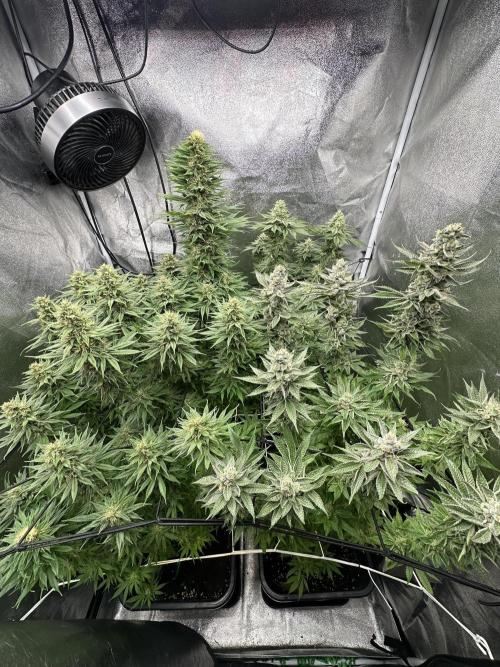 Crazy Platinum Marker. Week 15