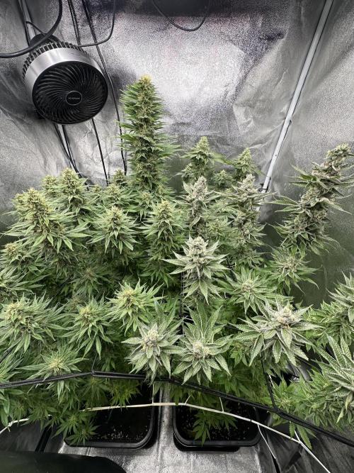 Crazy Platinum Marker. Week 15