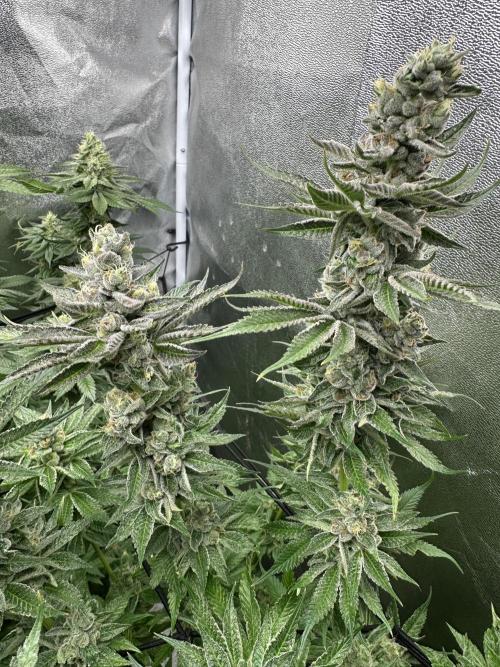 Crazy Platinum Marker. Week 15