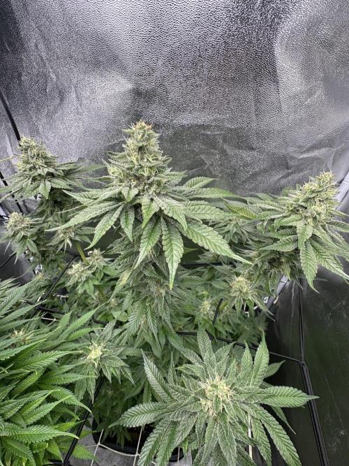 Crazy Platinum Marker. Week 15