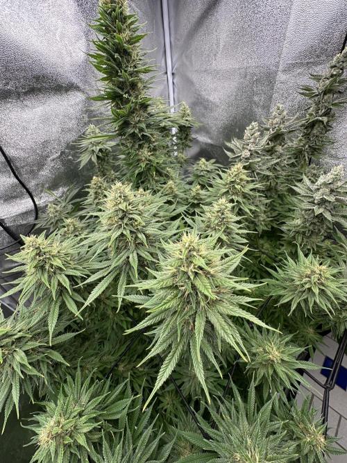 Crazy Platinum Marker. Week 15