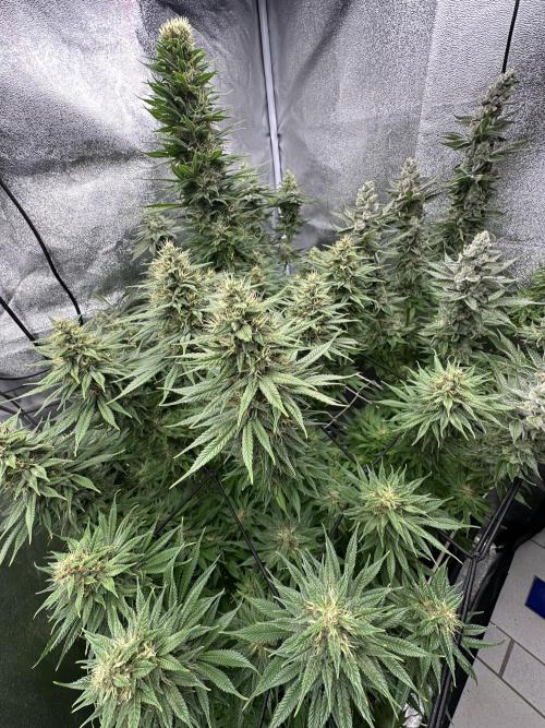 Crazy Platinum Marker. Week 15
