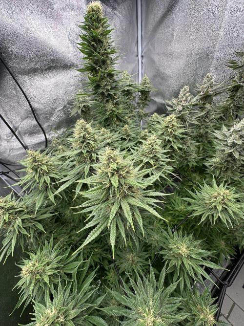 Crazy Platinum Marker. Week 15