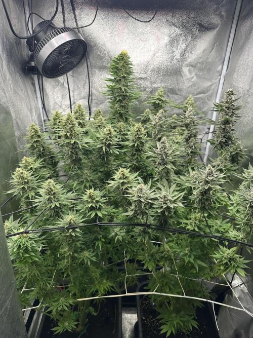 Crazy Platinum Marker. Week 16
