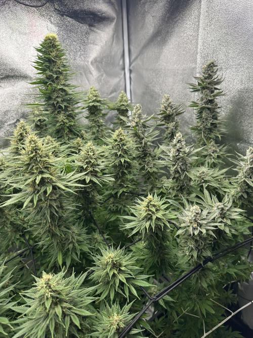 Crazy Platinum Marker. Week 16