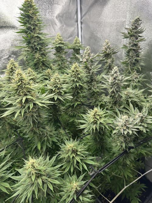 Crazy Platinum Marker. Week 16