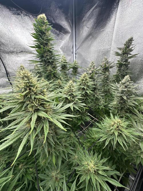 Crazy Platinum Marker. Week 16