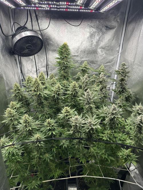Crazy Platinum Marker. Week 15