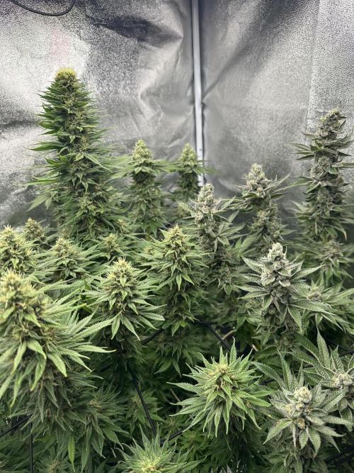 Crazy Platinum Marker. Week 15