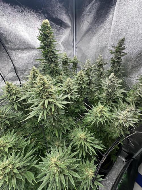 Crazy Platinum Marker. Week 15