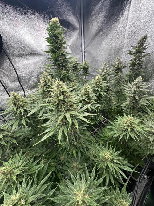 Crazy Platinum Marker. Week 15